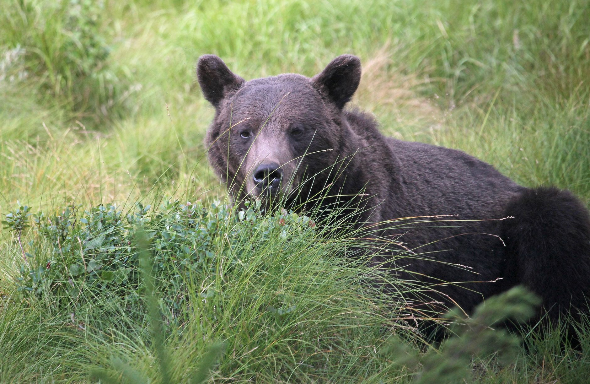 Nordiska djurparken på Skansen med lodjur och älg